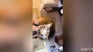 Mi piace succhiarlo tanto prima di farmi scopare