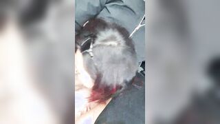 Romana esibizionista con grosse tette fa un pompino in auto al fidanzato