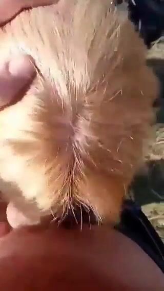 Giovane fidanzata italiana fa un bocchino al parco al suo ragazzo
