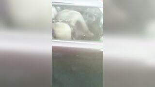 No ma che cazzo le sta a fa - Pompino in auto in autostrada