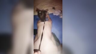 Schiava al guinzaglio supplica di scoparla