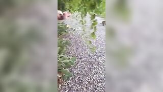 Faccio la troia con mio marito a casa di amici