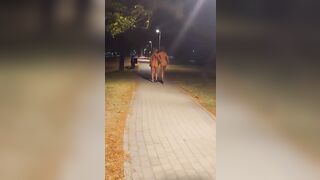 Calda serata moglie bisex esibizioniste LESBICANO NUDE AL PARCO