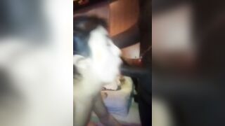 Francesca diciottenne spompina cazzo nero e si fa sborrare in bocca