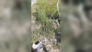 Mi faccio inculare in pineta davanti ai guardoni che si segano