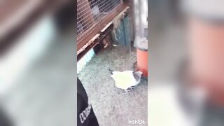 Mi faccio segare in campagna da un'amica zoccola