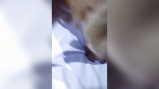 Moglie scopata in trio Amatoriale Cuckold