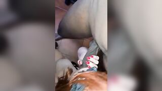 Tre grossi cazzi neri per mia moglie puttana