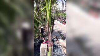 Muoviti che c'è gente - Pompino con ingoio in una serra