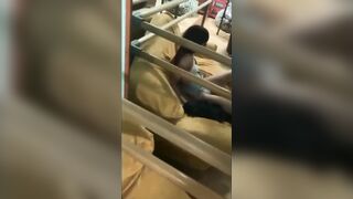 Guarda la telecamera e non l'ucello stronza