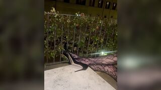 Alessia Marcuzzi tutta scosciata