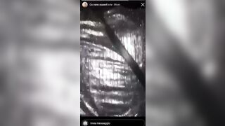 Vanessa scopata a pecora