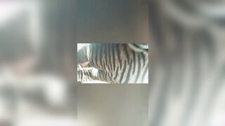 Sono una maestra a fare i pompini