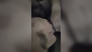 La voglia di mia moglie zoccola che spompina avidamente