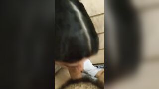 QUANTO SEI TROIA DILLO