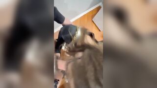 La segretaria si presenta a un colloquio e succhia il cazzo