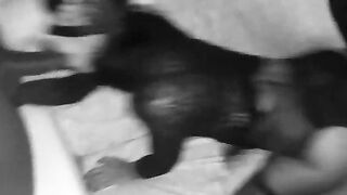 Threesome bbc con moglie troia italiana