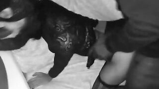 Threesome bbc con moglie troia italiana