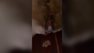 Plug anale e fica fradicia